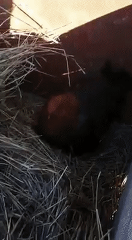 ezgif.com-video-to-gif (11)