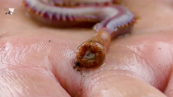 ezgif.com-video-to-gif (17)