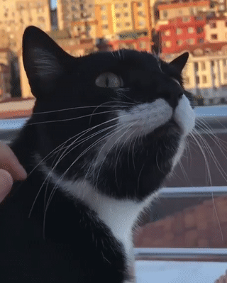 7096d4cdb51b5f16b060fb3e2946dc38