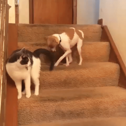 ezgif.com-video-to-gif