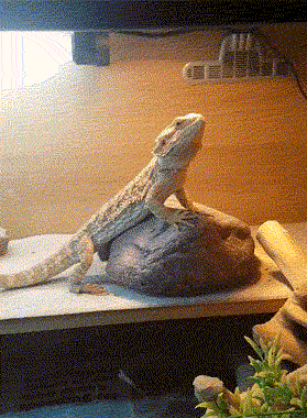 Они здесь и следят за нами...