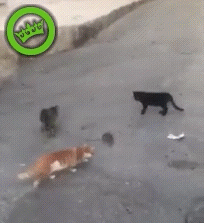 Крыса и коты