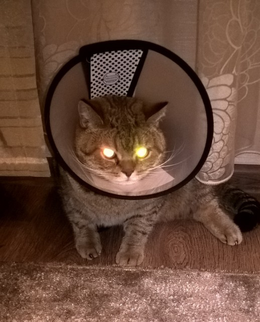 CatLampMarsik