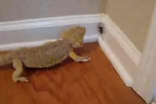 gifs_17