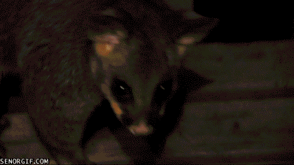gifs_25