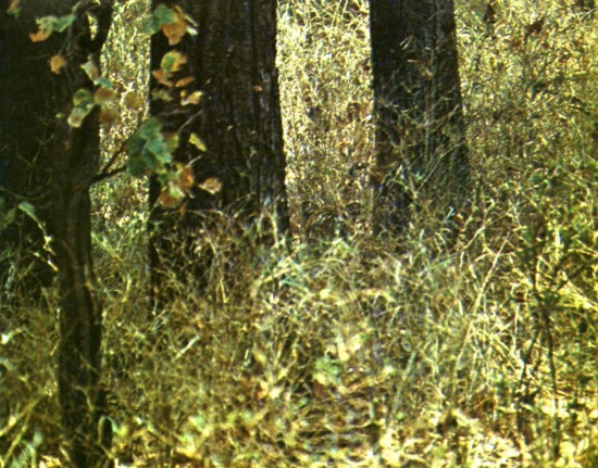 Найди тигра