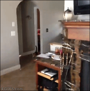 Cat-dog-food-chain-prey