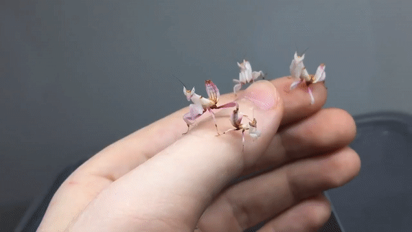 ezgif.com-video-to-gif (18)