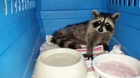 крошка-енот