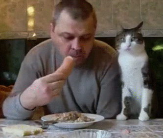 Кот хочет есть