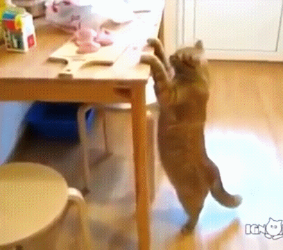 Кот тянется за едой