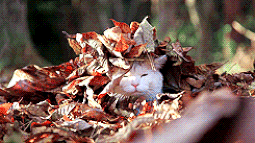 cat-loving-the-autumn-leaves