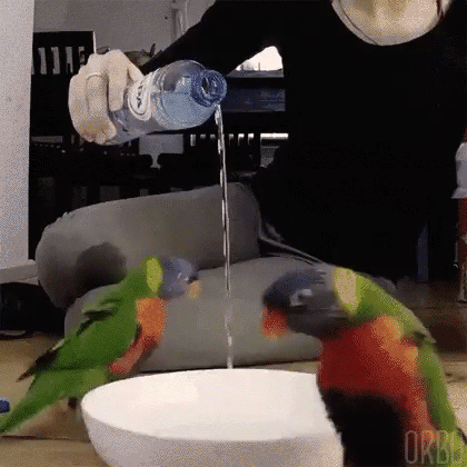 Birds