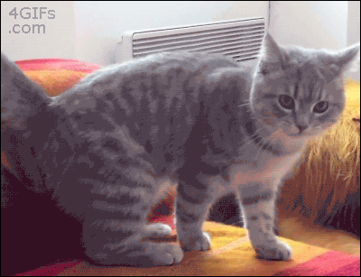 kotysmesnyeanimaciya3_yapfiles.ru