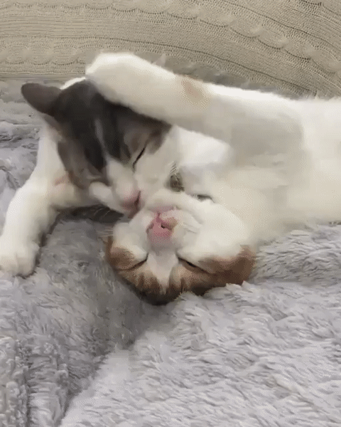 ezgif.com-video-to-gif