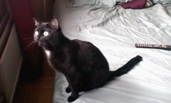 Реакция на птицу