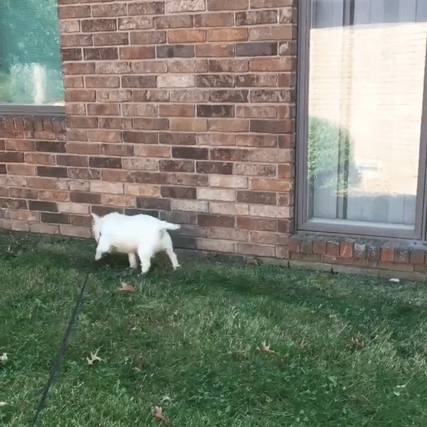 Кот провокатор