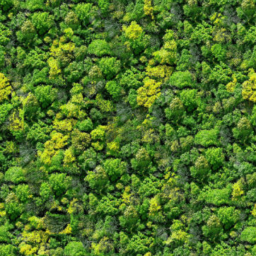 6808710-Forest-seamless-pattern-view-from-above--Stock-Photo-top