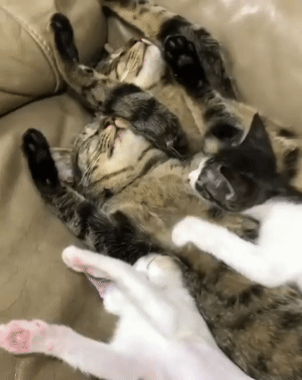 Семейное счастье