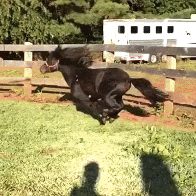 Бурная радость