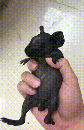 -лысая-морская-свинка-живность-4159102