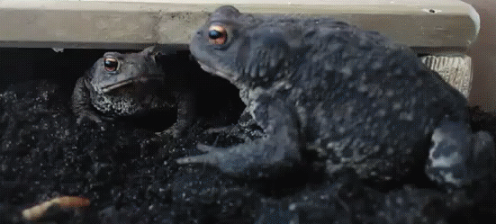 Возмущение жабы