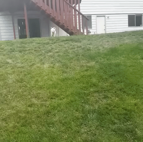 собакен сломался