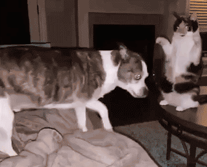 kot