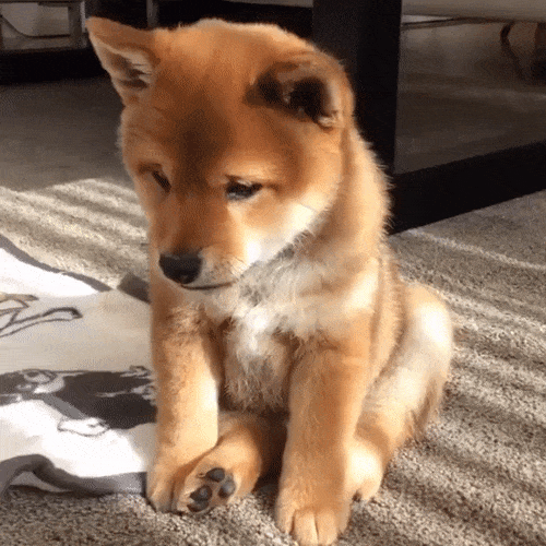 failsgif