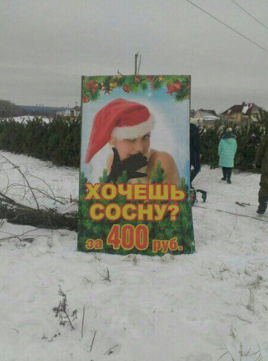 Сосна