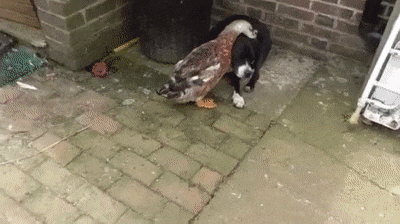 Гусь товарищ