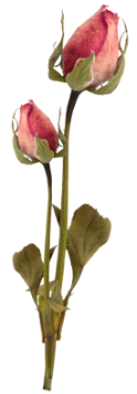 59ec94871795115f44242fb9