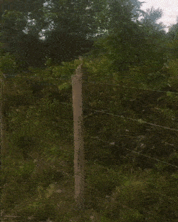 -гигантский-козодой-гигантский-но-очень-скрытный-козо?