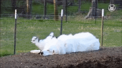 Вот ведь козлы