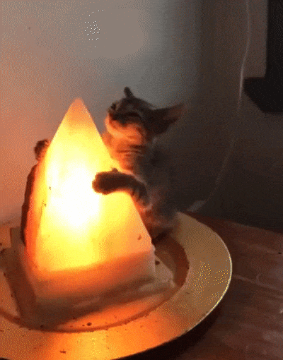 Кот с лампой