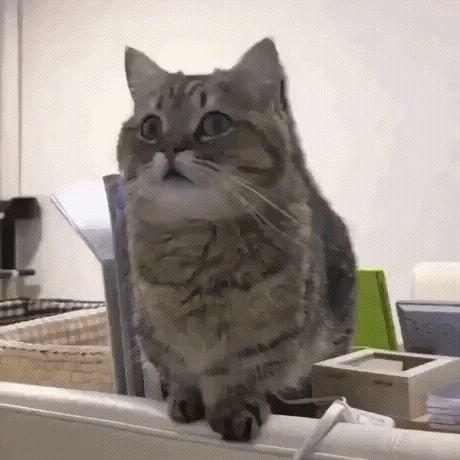 Гав-гав-гав