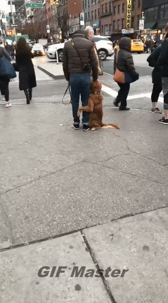 GIF