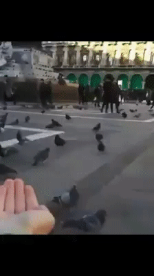 GIF