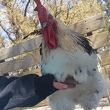 Хвалить и гладить!