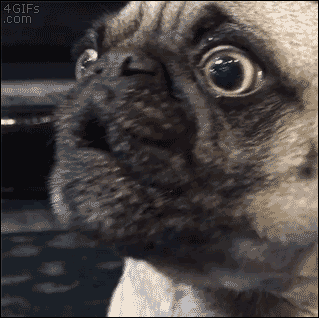 Pug-faces-reaction