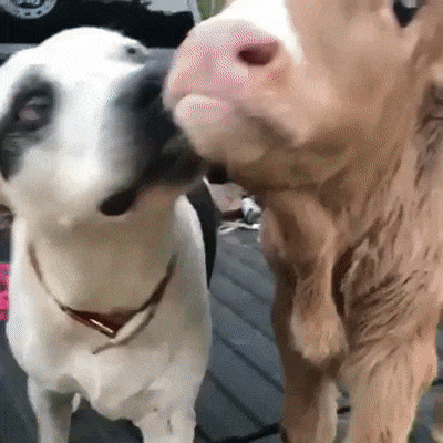 Кобель и тёлка