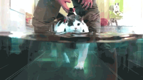 Тяжелый случай ожирения