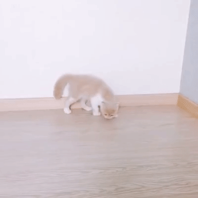 Выход дракона