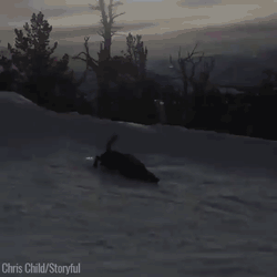 Собака-слаломяка