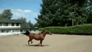 ezgif.com-video-to-gif