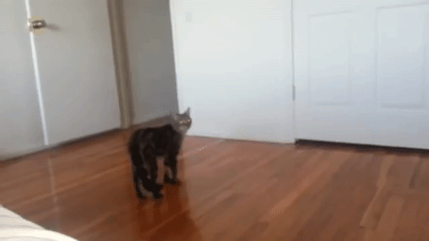 adb8557618df3fe9bf3759ce185d2504__980x