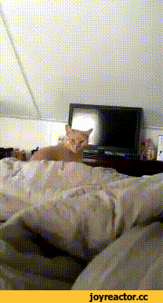 -кот-язык-намек-4012726