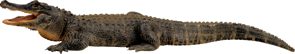 крокодил