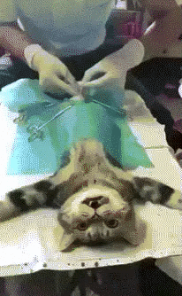 Котэ в шоке