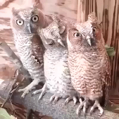 9_yanvarya___utro___planyorka